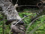 Anaconda. Jungla. Ecuador 