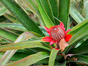 Piña pequeña. Selva. Ecuador