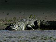 El Caimán Negro El Caimán Negro
