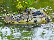 El caimán. Jungla. Ecuador