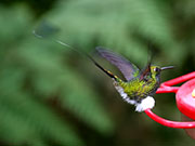 Colibrí. Selva. Ecuador
