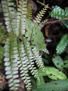 Gecon. Jungla. Ecuador