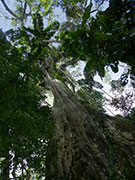 La ceiba. Selva. Ecuador