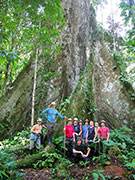 La ceiba. Selva. Ecuador