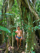 La ceiba. Jungla. Ecuador