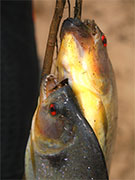 Pesca de piraña. Jungla. Ecuador