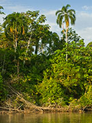 Rainforest Rainforest