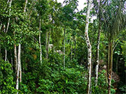 En el bosque lluvioso. Selva. Ecuador