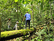 Los paseos del día. Jungla. Ecuador